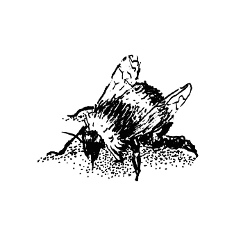 Artwork thumbnail, Bumblebee by Drawlander
