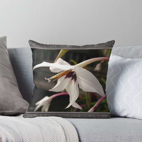 Item preview, Acidanthera or Peacock Gladiolus designed and sold by JMcCombie.