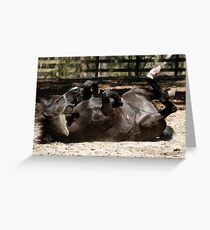 Dark Brown Horse Lying Down Greeting Card