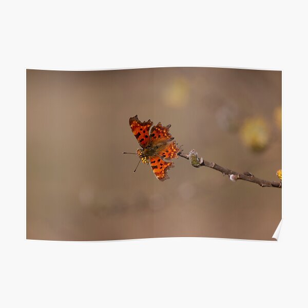 comma butterfly Poster