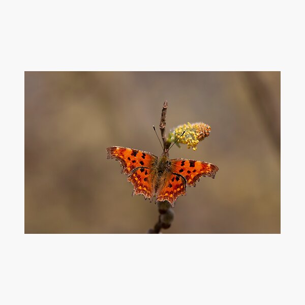 comma butterfly Photographic Print