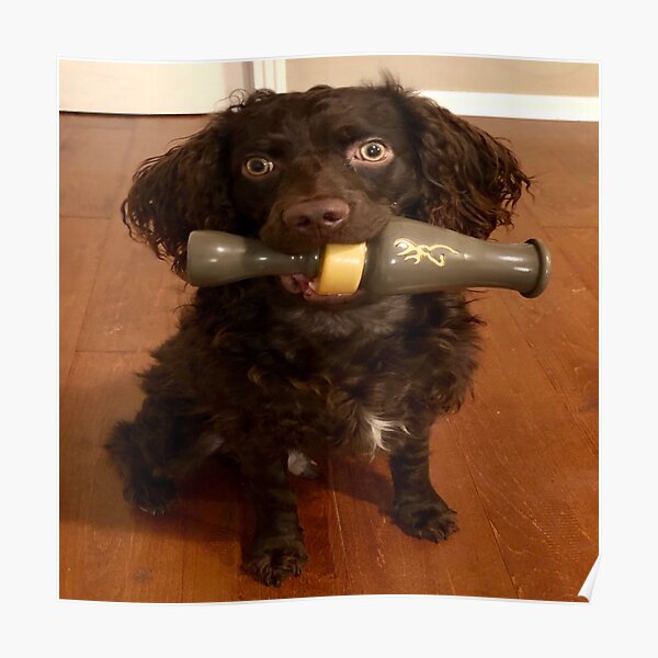 blonde boykin spaniel