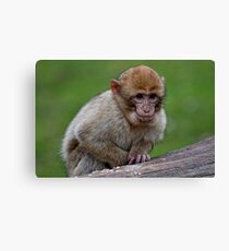 The Guilty one...... Canvas Print