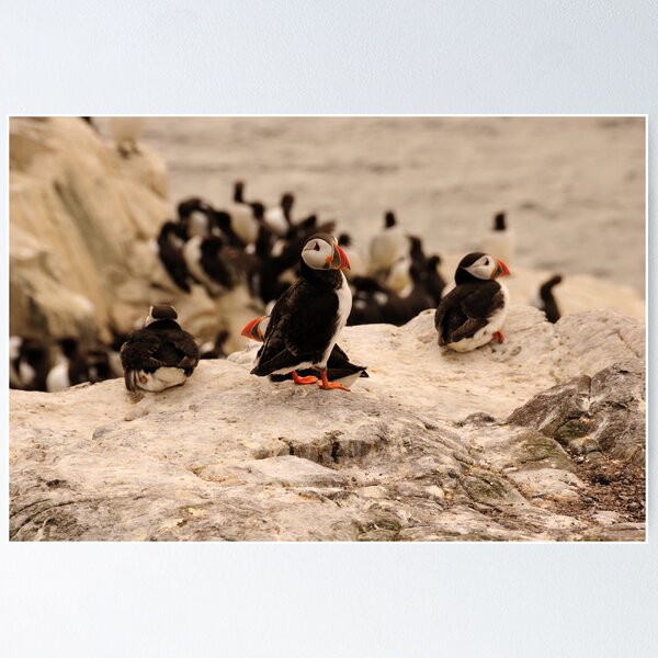 Item preview, Puffins - Farne Island, UK designed and sold by Derek McMorrine.