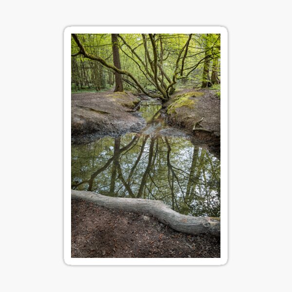 Woodland Reflections Sticker