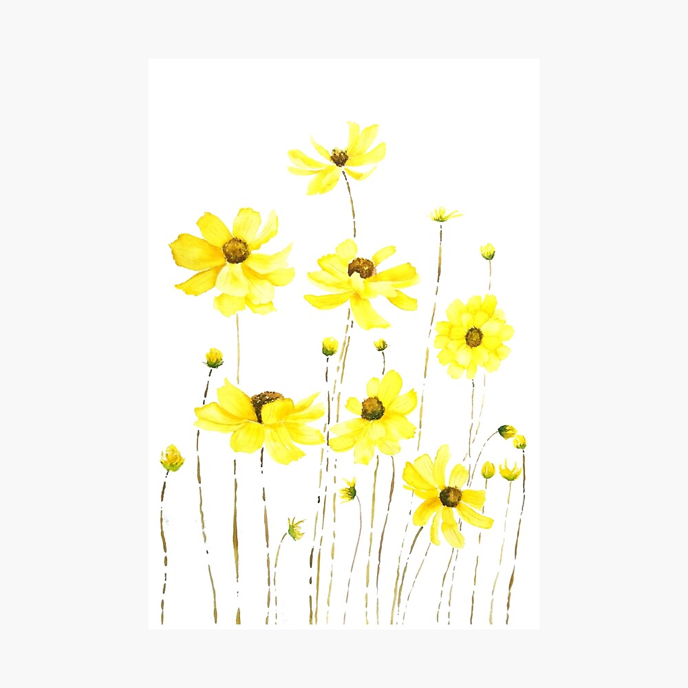 Poster « aquarelle fleur cosmos jaune », par ColorandColor | Redbubble