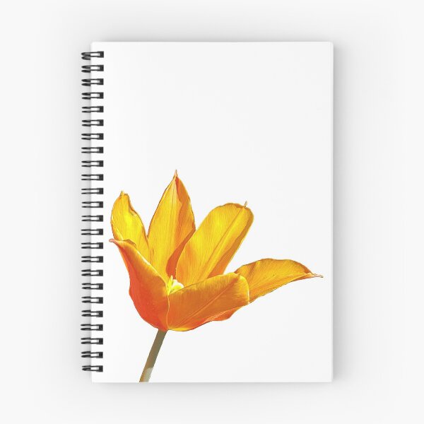 Item preview, Orange Tulip on a transparent background designed and sold by ellenhenry.