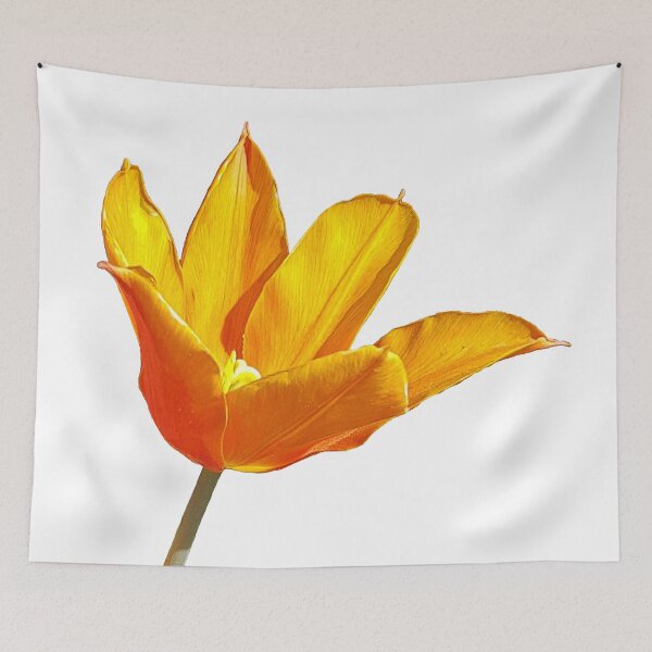 Item preview, Orange Tulip on a transparent background designed and sold by ellenhenry.