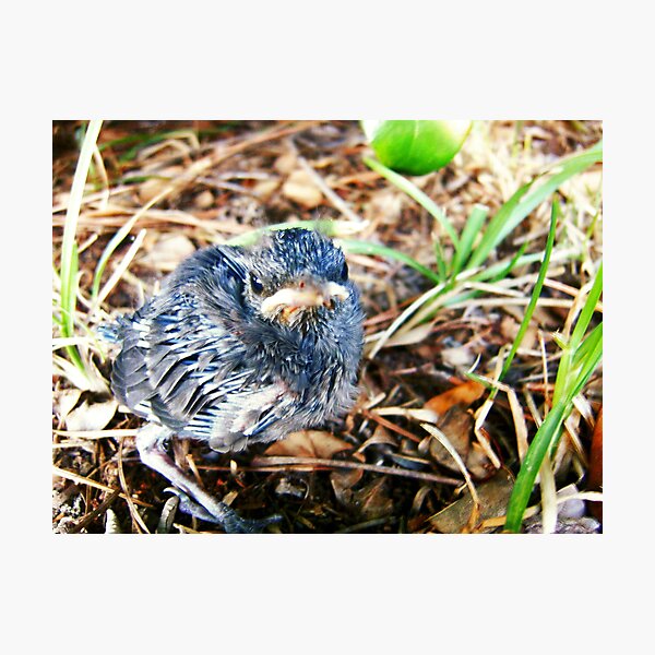 Item preview, Bluebird Fledgling designed and sold by Jacqueline Ison.