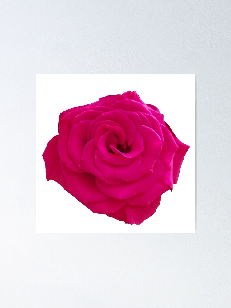 Dark Pink Rose on a transparent background Poster for Sale by