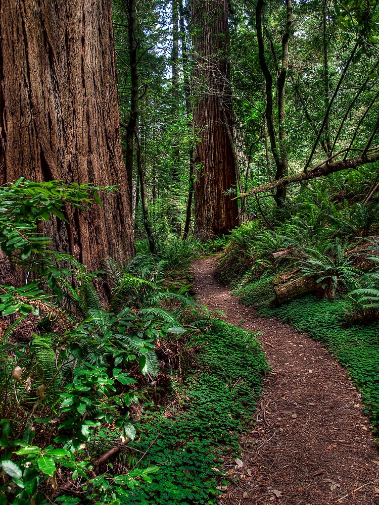 "Redwood National Park Tall Tree Grove Trail" by JThill Redbubble