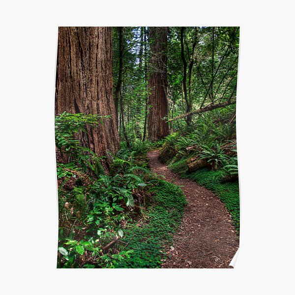 Redwood National Park - Tall Tree Grove Trail Poster
