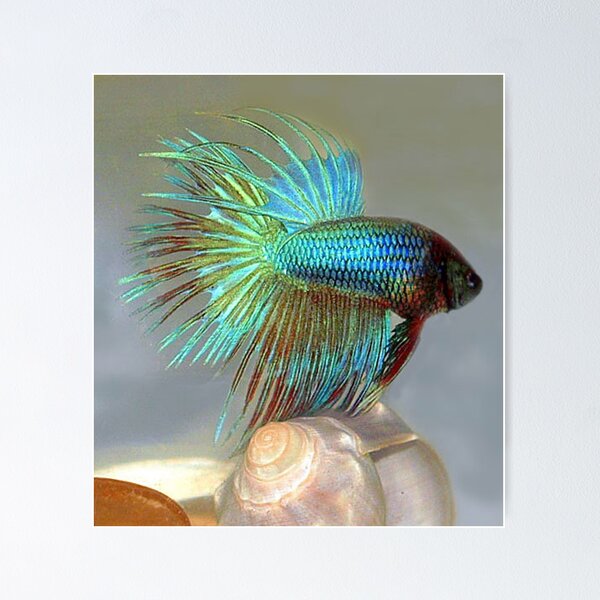New products mobile betta fish tank small perfect square