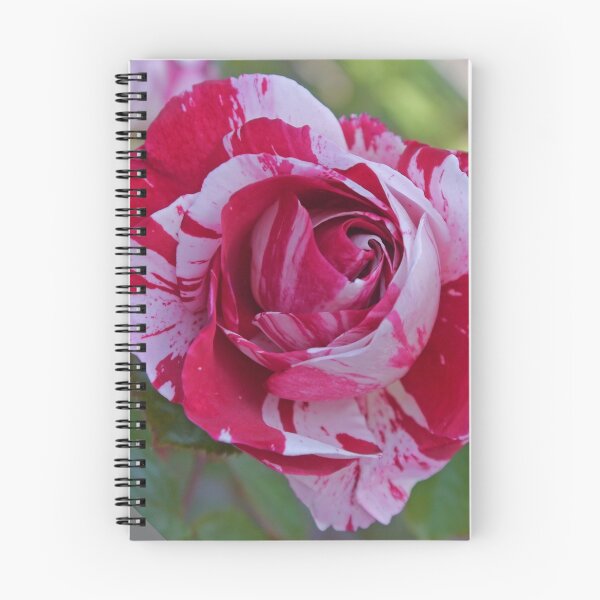 Item preview, Red and White Rose designed and sold by Margaret  Hyde.