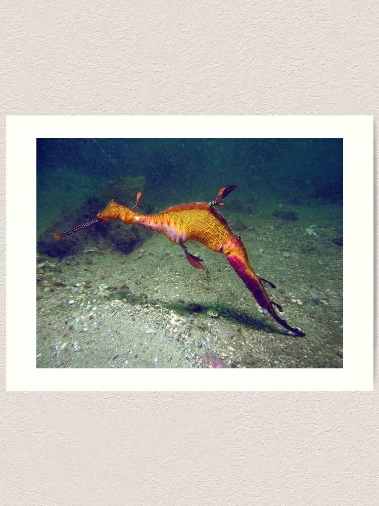 Weedy Sea Dragon Art Print By Jimdodd Redbubble