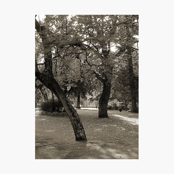 Item preview, Inner City Parkland - Black & White designed and sold by Stephen Horton.