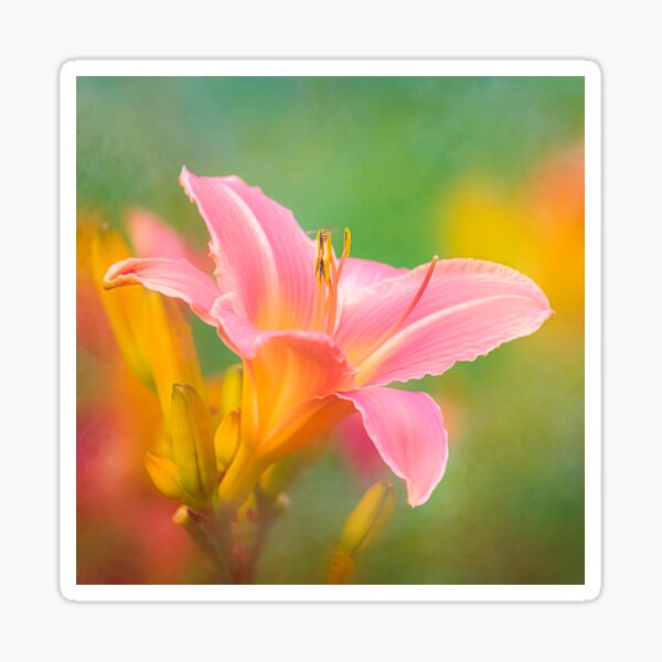 Oporto Daylily With Hoverfly Sticker