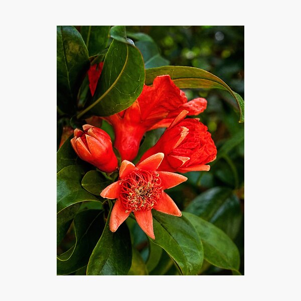 Item preview, Pomegranate blossoms in four stages designed and sold by Art in Nature.
