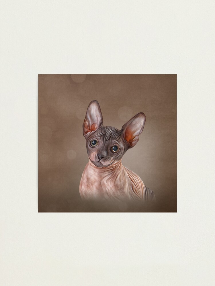 Impression Photo Dessin Du Chaton Sphynx Par Bonidog Redbubble