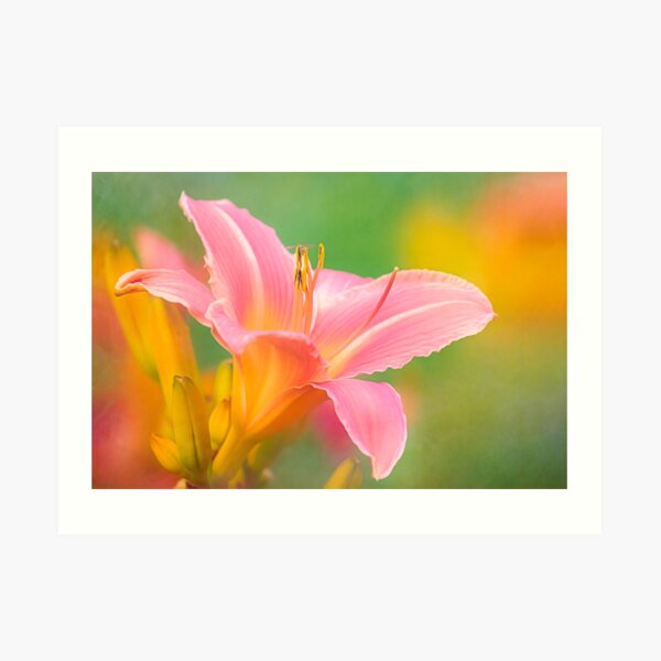 Oporto Daylily With Hoverfly Art Print
