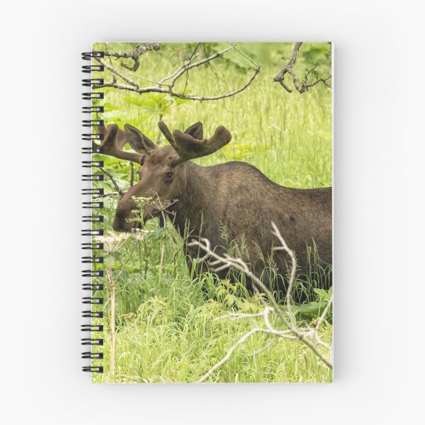 Item preview, Alce toro en el parque Kincaid designed and sold by Belinda Greb Photography.