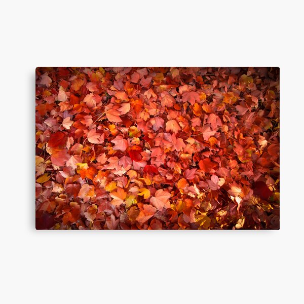 The original carpet Canvas Print