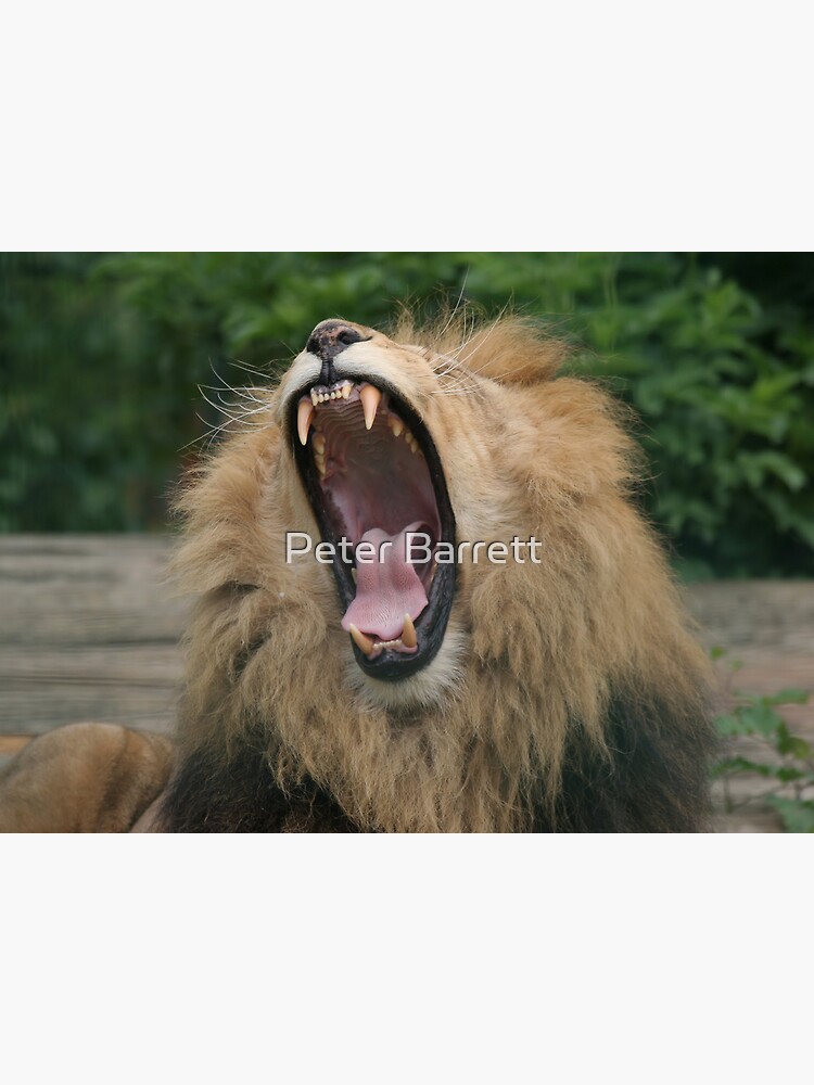 Lion's Roar by hartrockets