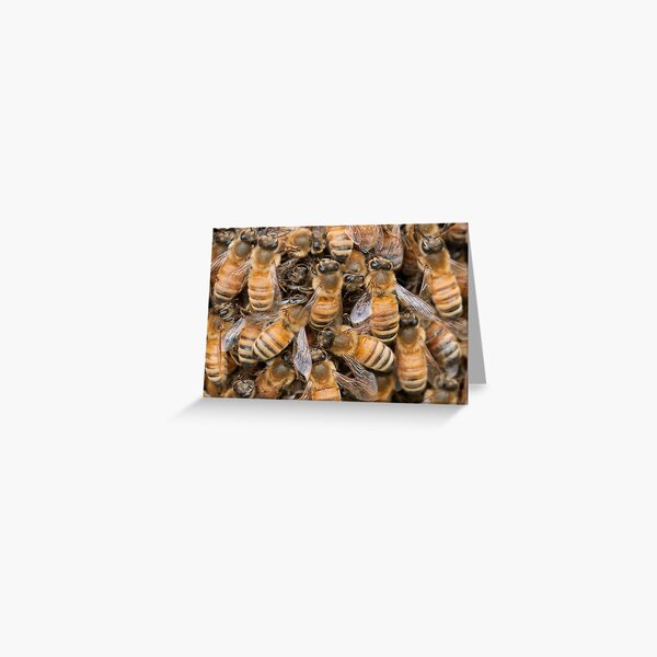 Bee Ensemble Greeting Card