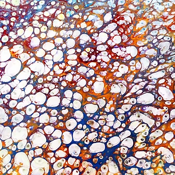 Artwork thumbnail, Shells by lisachin