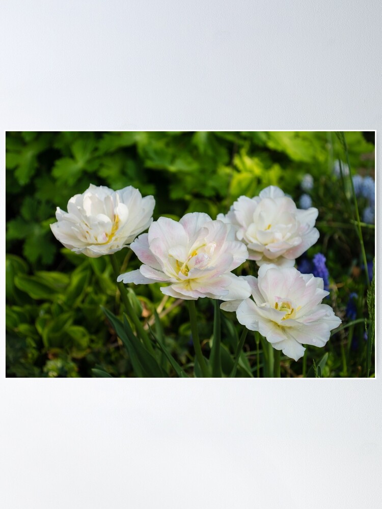 Póster «Cuarteto de tulipanes blancos suaves y rosa bebé - Disfrutando la  belleza de la primavera» de GeorgiaM | Redbubble