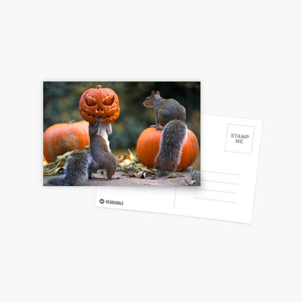 Squirrel with a pumpkin on his head Postcard