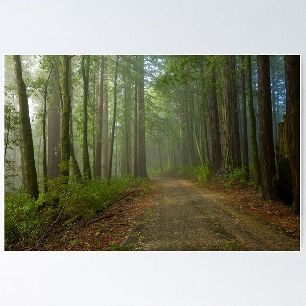 Big Basin Redwoods after a Storm Poster