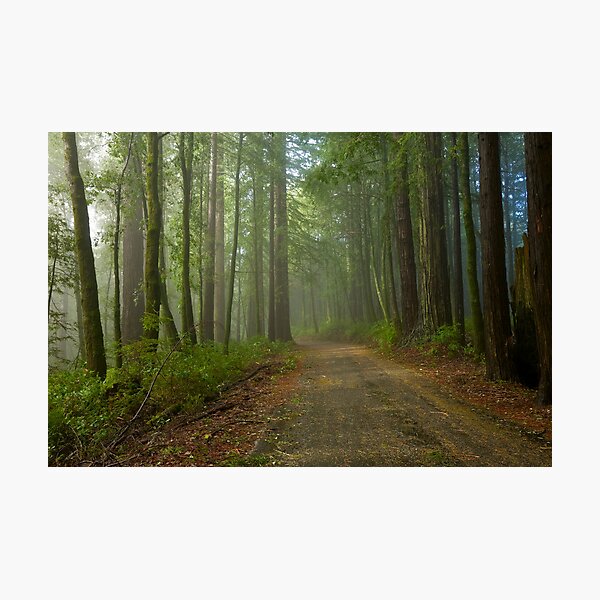 Big Basin Redwoods after a Storm Photographic Print