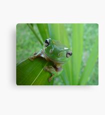 Green Tree Frog Metallbild