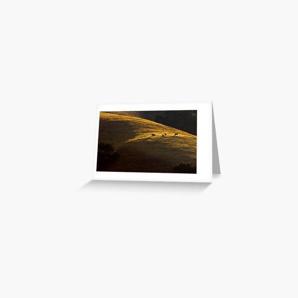 Black Angus at Dawn Greeting Card