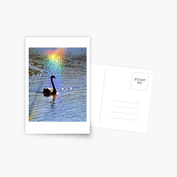 rainbow swan Postcard