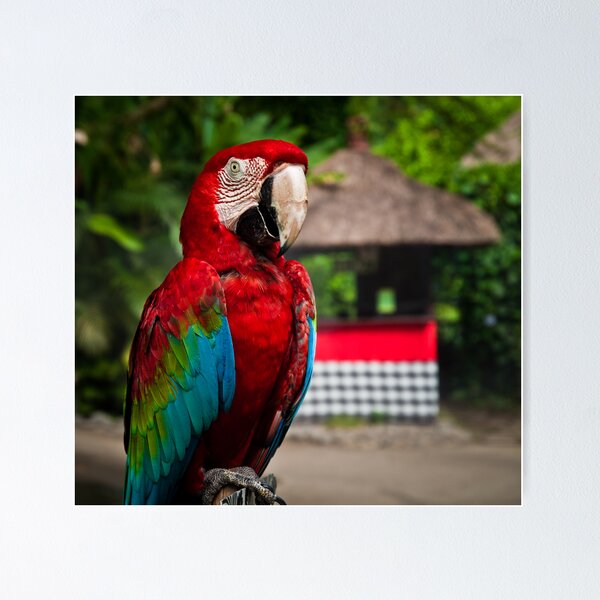 Item preview, Polly wants a Modelling Career designed and sold by Keith Irving.
