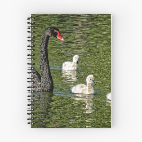 Item preview, Pen with three cygnets (Mama Swan with kids) (2) designed and sold by Wolf Sverak Photography.