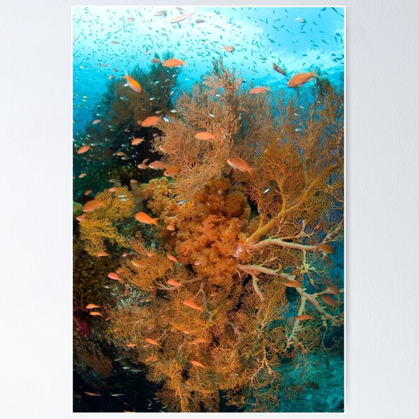 Item preview, Seafan Community II designed and sold by Bob  Whorton.