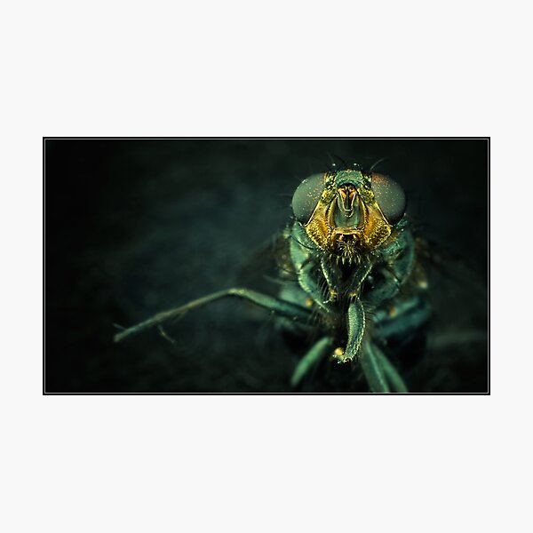 Item preview, Hi, I am an Insect designed and sold by Sime Jadresin.