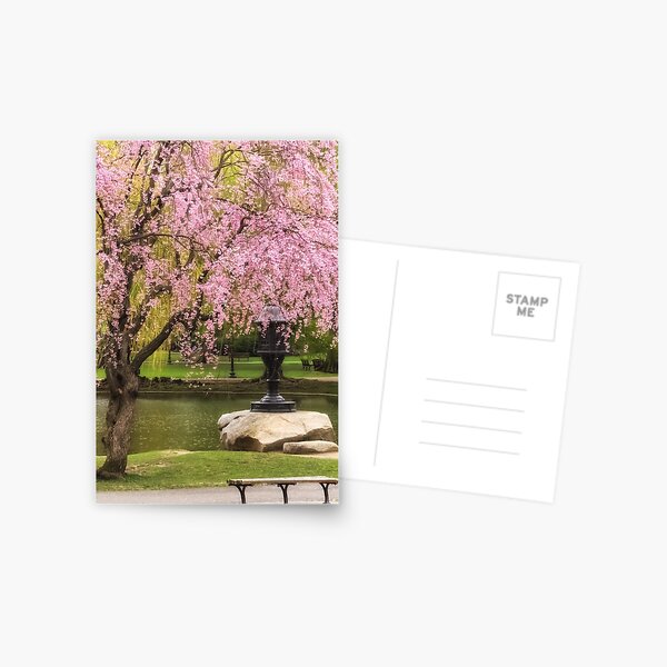 While This Cherry Gently Weeps Postcard
