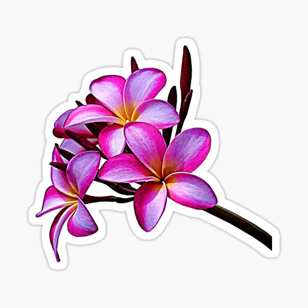 Pink Plumeria Of Maui Sticker For Sale By Lamirabelle Redbubble