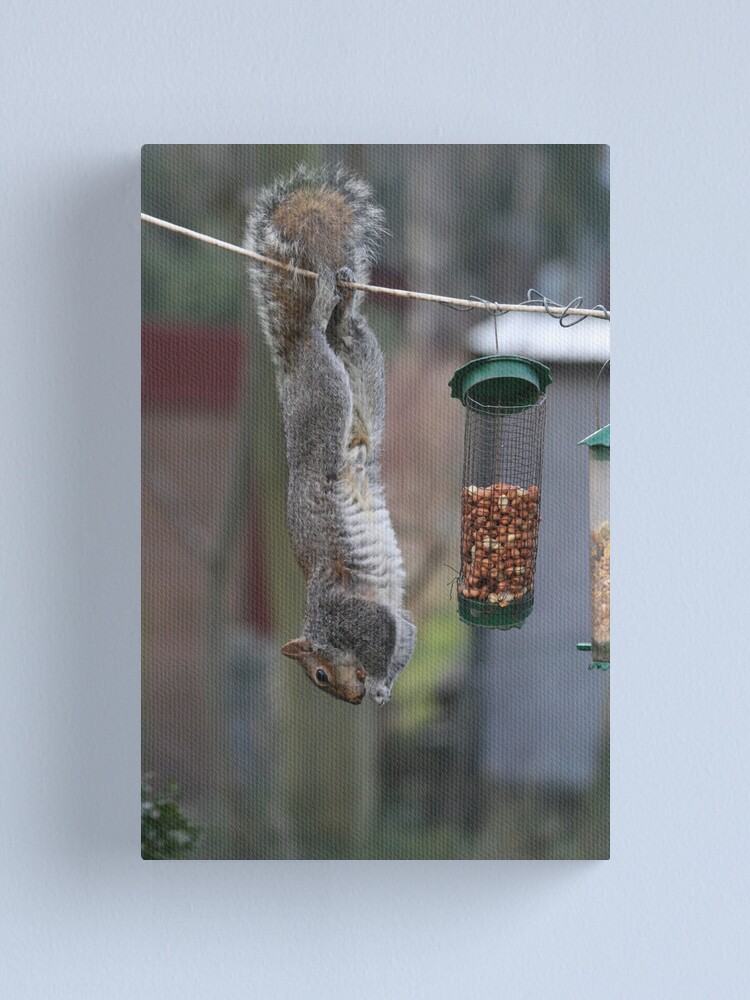 Alternate view of Squirrel 1 - Just hanging around! Canvas Print