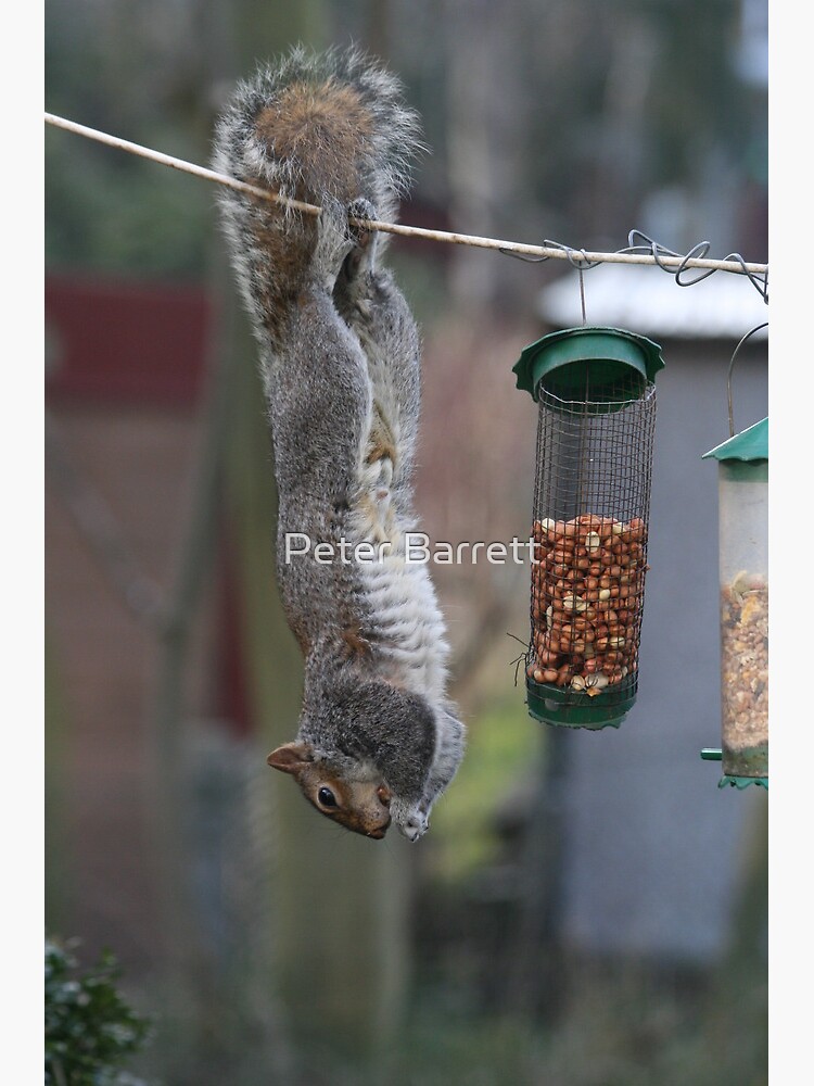 Squirrel 1 - Just hanging around! by hartrockets