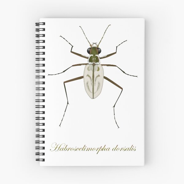 Item preview, Northeastern Beach tiger beetle, Habroscelimorpha dorsalis designed and sold by thevexedmuddler.