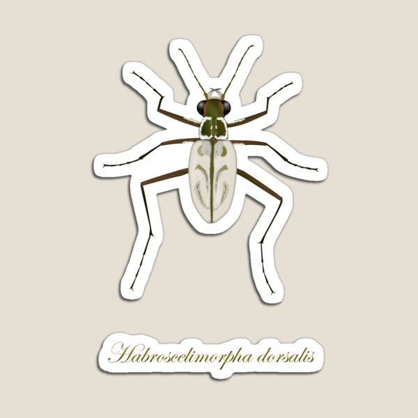 Northeastern Beach tiger beetle, Habroscelimorpha dorsalis Magnet