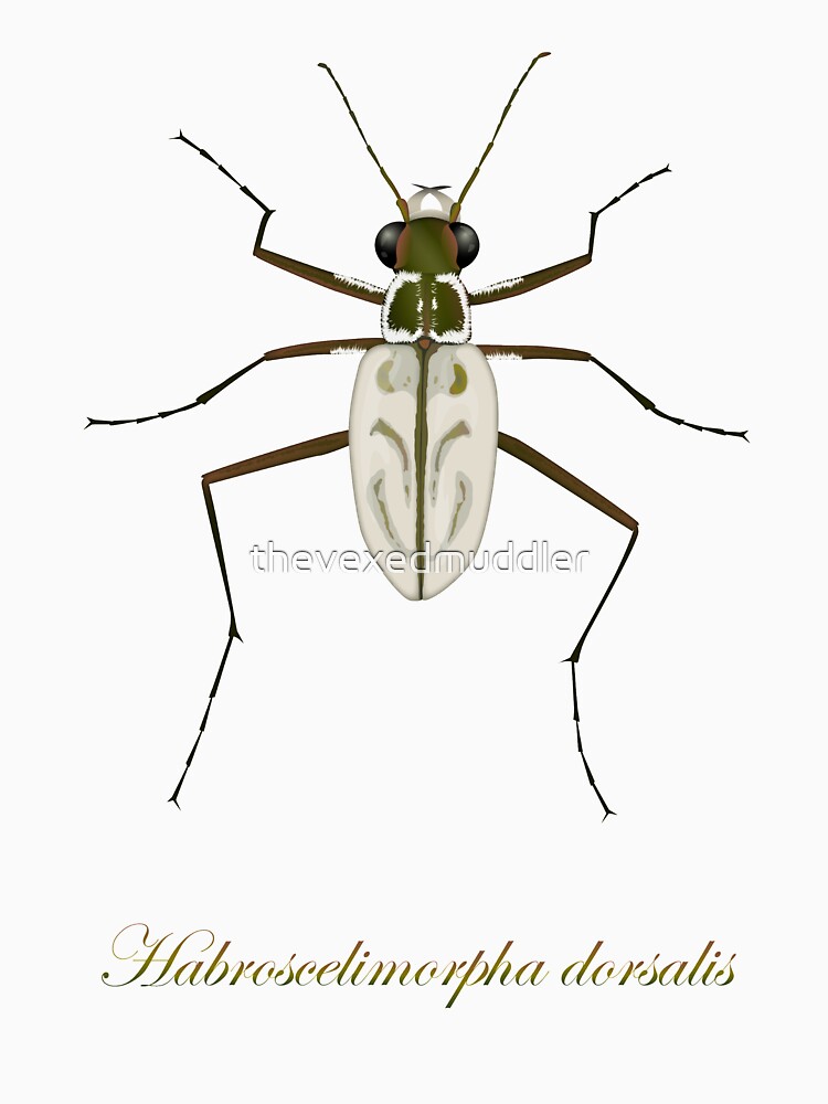 Northeastern Beach tiger beetle, Habroscelimorpha dorsalis by thevexedmuddler