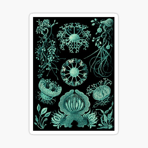 Item preview, Ernst Haeckel Ascomycetes Sac Fungi designed and sold by aimeewilson.