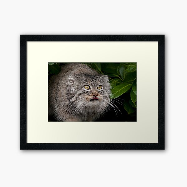 Look into my eyes........... Framed Art Print
