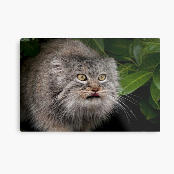 Look into my eyes........... Metal Print